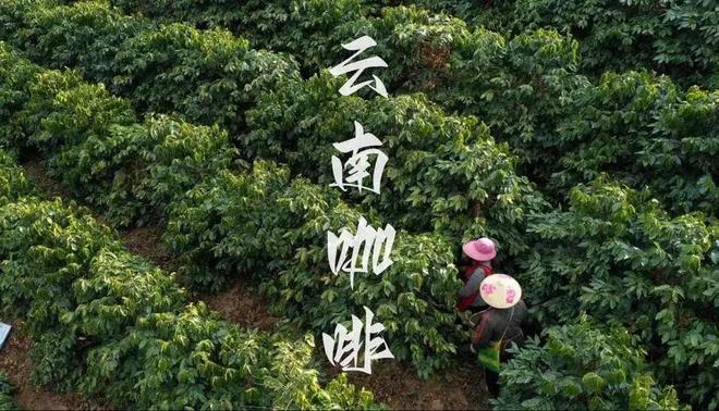 南咖啡：彩云之南的馥郁传奇PG电子麻将胡了模拟器云(图21)
